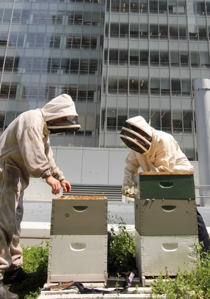 Beekeepers at One Bryant Park harvesting Durst Honey
